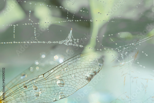 A drop of rain, dew on the wing of a dragonfly and a spider web close-up on a light pastel background.Beautiful delicate natural green background with copy space, selective focus © golubka57