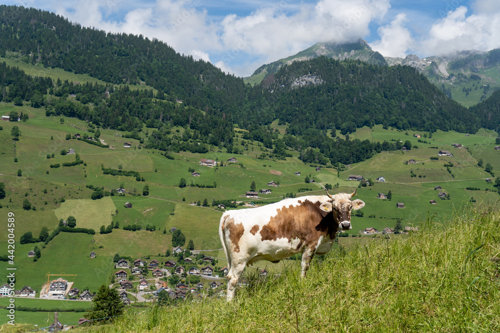 Schweiz im Sommer Churfirsten