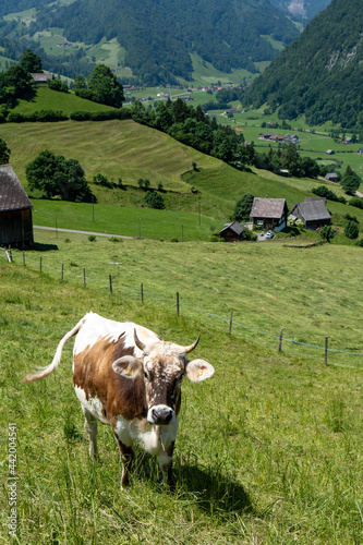 Schweiz im Sommer Churfirsten photo