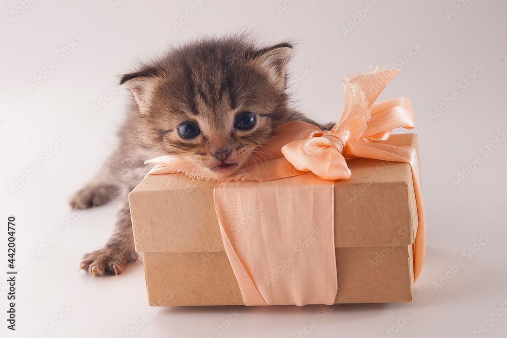 Cute little kitten with gift box on white background Cute little kitten with gift box on white background