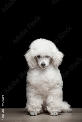 image of dog dark background