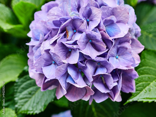 Hortensia de color azul morado