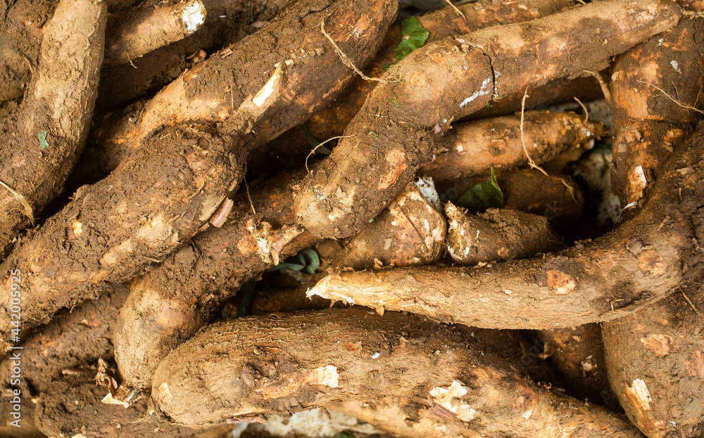 Cassava raw tuber - Manihot esculenta. Healthy food Cassava raw tuber - Manihot esculenta. Healthy food