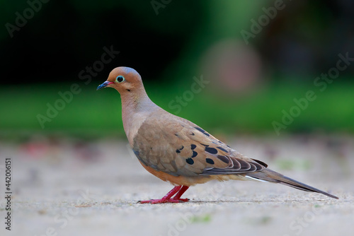 Mourning Dove