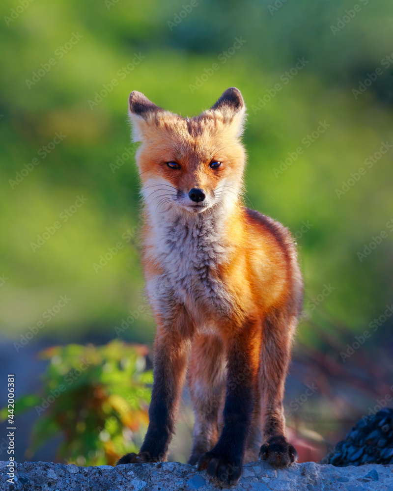 Fototapeta premium Red Fox Kit