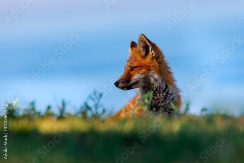 red fox kit in the grass