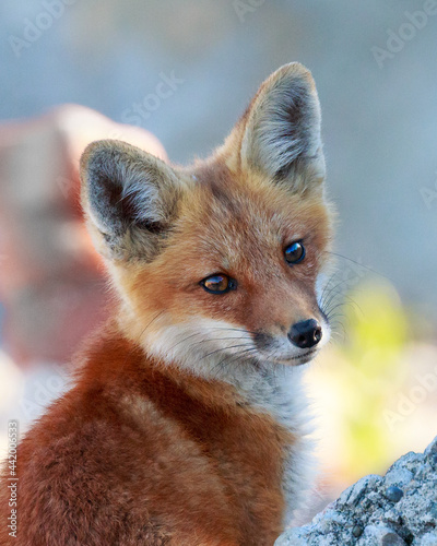 Red Fox Kit
