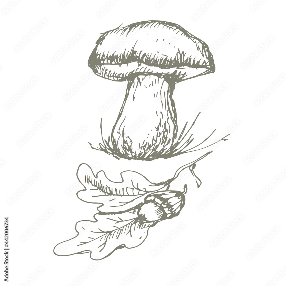 mushrooms vector graphics hand drawn. Print textile illustration background set patern seamless, coloring engraving vintage retro collection forest nature food
mushrooms vector graphics hand drawn. Print textile illustration background set patern seamless, coloring engraving vintage retro collection forest nature food