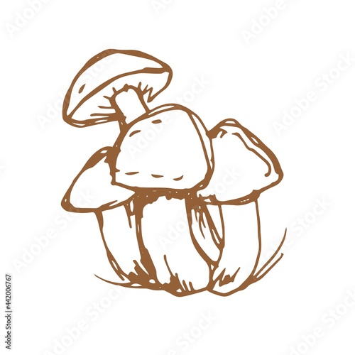mushrooms vector graphics hand drawn. Print textile illustration background set patern seamless, coloring engraving vintage retro collection forest nature food
