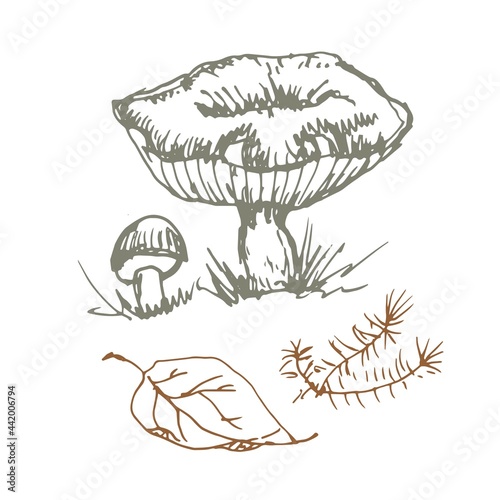 mushrooms vector graphics hand drawn. Print textile illustration background set patern seamless, coloring engraving vintage retro collection forest nature food
