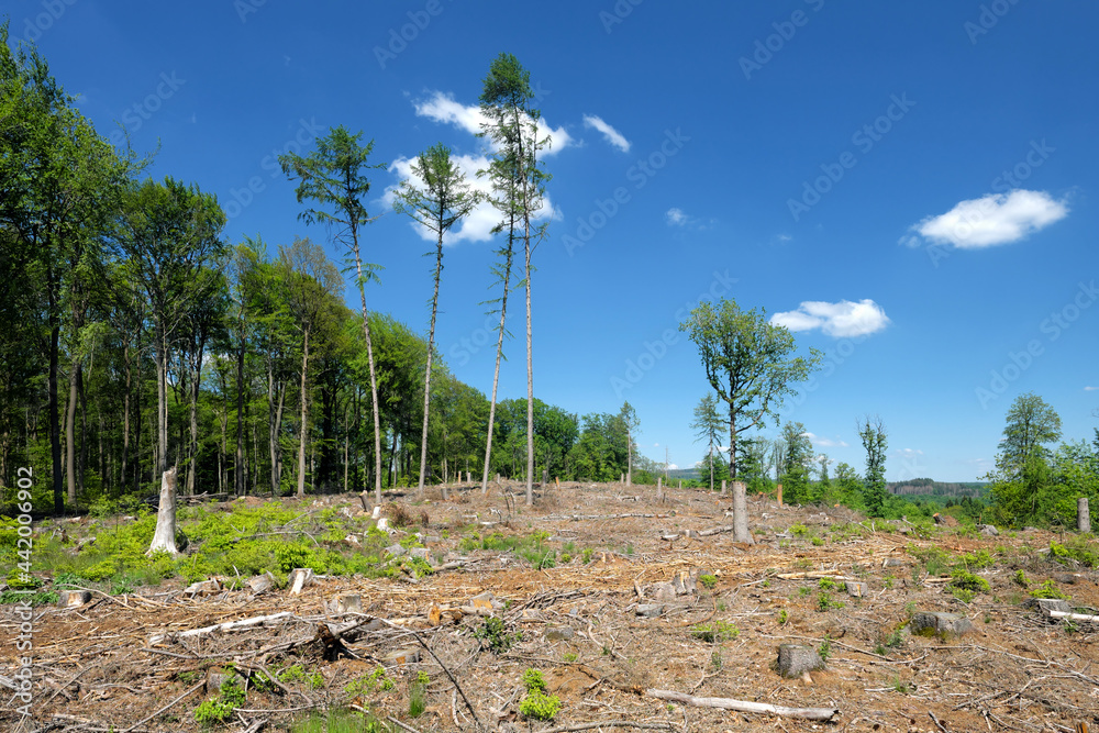 Fototapeta premium Gerodetes Waldgebiet mit einzelnen stehen gelassenen Bäumen und gesunden Laubbäumen vor strahlend blauem Himmel in Zeiten von Klimawandel und Erderwärmung - Stockfoto