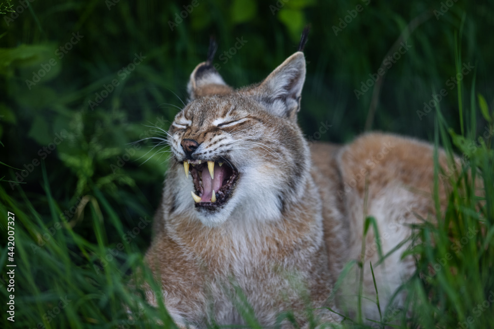 Obraz premium A lynx is resting in the forest