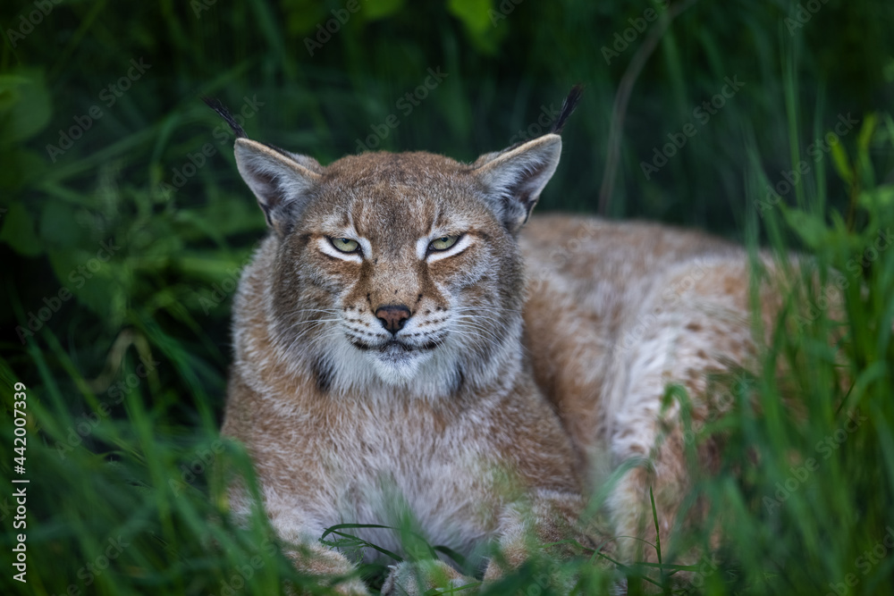 Fototapeta premium A lynx is resting in the forest