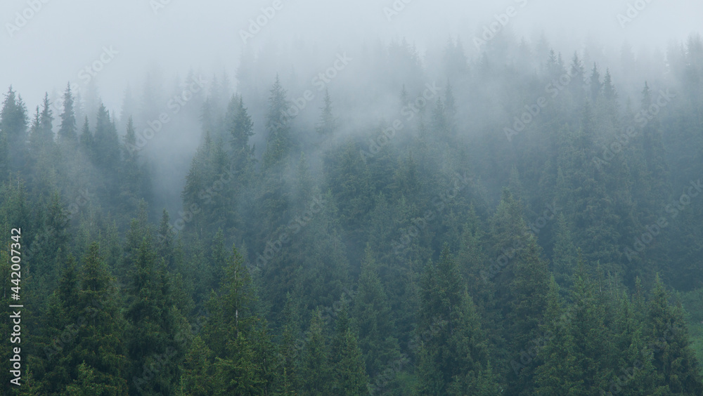 It's a nasty day. Fog in the fir forest
