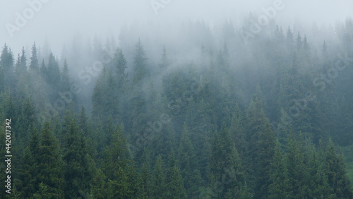 It's a nasty day. Fog in the fir forest