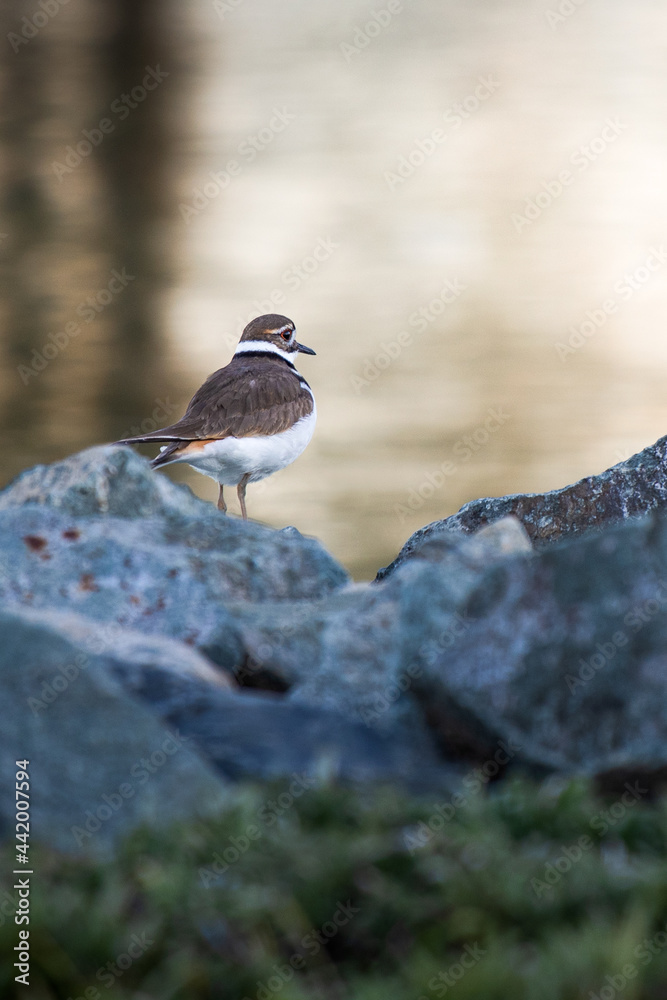 Killdeer at Merganser Lake