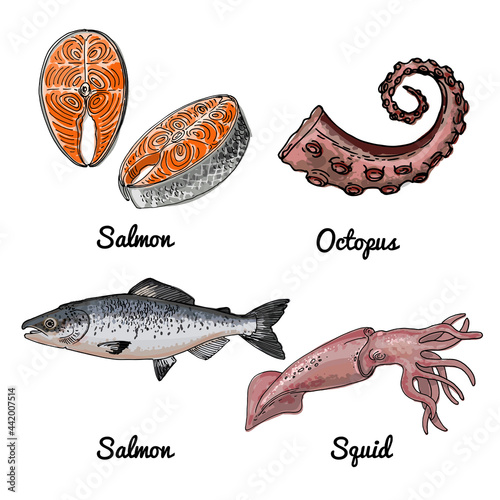 Sea food. Vector drawing of food. Red fish, salmon, trout, octopus, squid