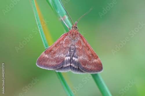 Close up on a straw - barred Pearl moth, Pyrausta despicata against a green blurred background