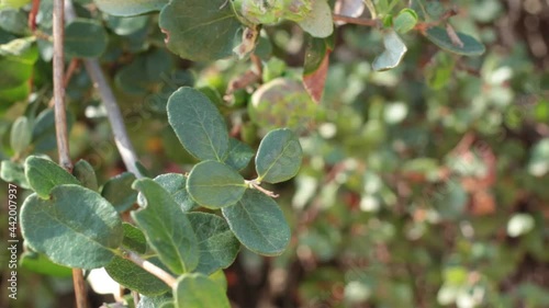 Simple opposite distally and proximally rounded entirely margined trichomatic leaves of Southern Honeysuckle, Lonicera Subspicata, Caprifoliaceae, native in the Santa Monica Mountains, Springtime. photo