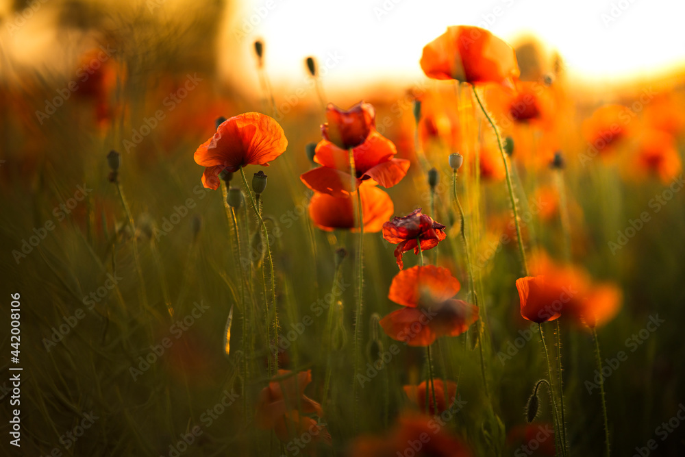 Obraz premium red poppies in the sunset
