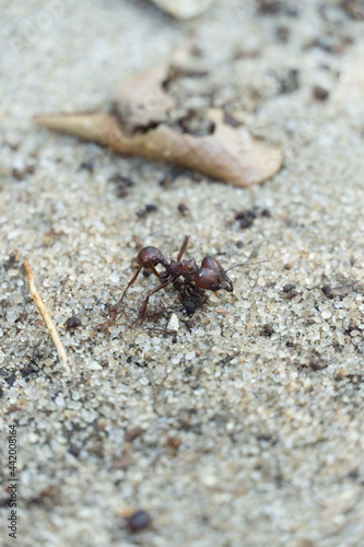 Ant closeup in the park of Rio de Janeiro  Brazil.