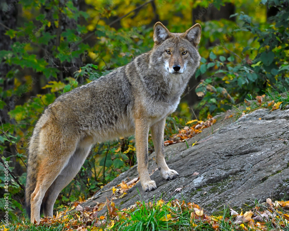 A Coyote gets to higher ground in a forest - Quebec, Canada A Coyote gets to higher ground in a forest - Quebec, Canada