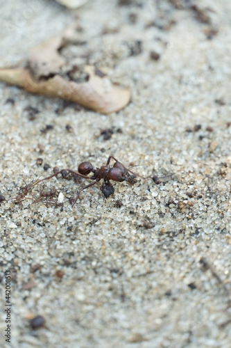 Ant closeup in the park of Rio de Janeiro, Brazil.