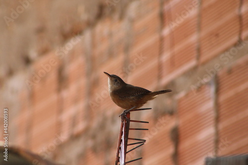 bird on a roof
