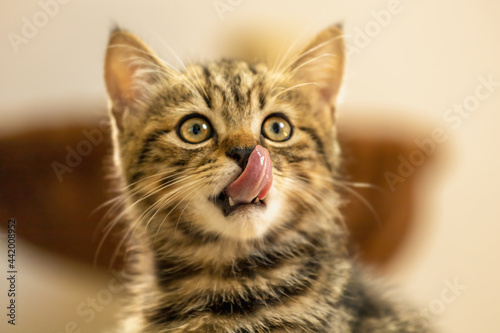 Fototapeta Naklejka Na Ścianę i Meble -  Cute Brown American Shorthair Cat Kitten.