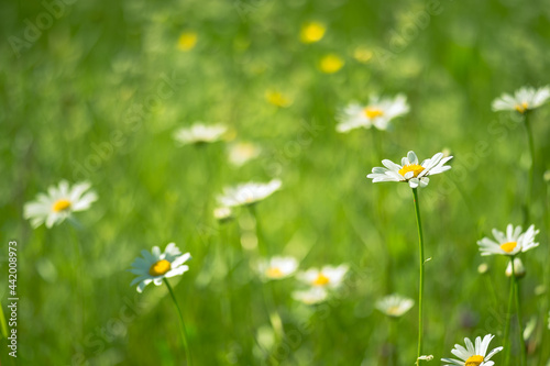 White daisies on a green meadow on a sunny summer morning. Background. Selective focus