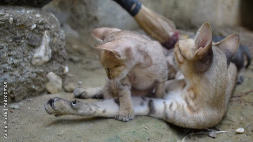 kitten cute cat playing outside animal domestic close up footage kitten cute cat playing outside animal domestic close up footage