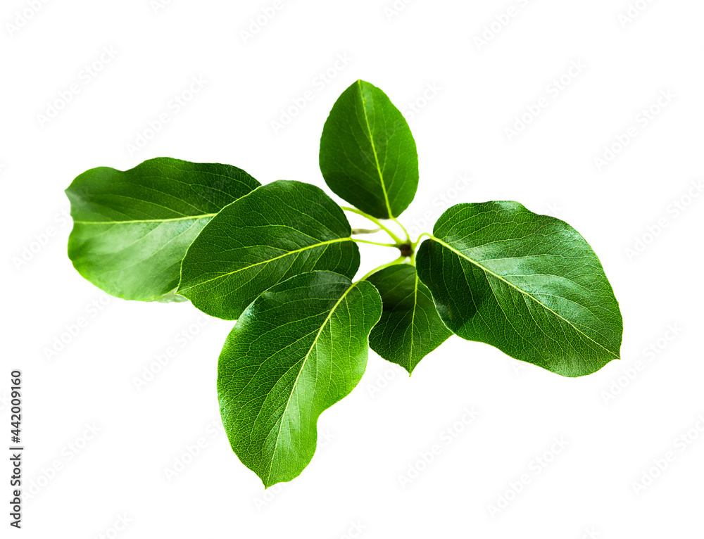 Branch of fresh green leaves close up isolated on white background.