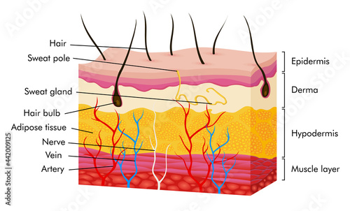 Skin anatomy. Human body skin illustration with parts vein artery hair sweat gland epidermis dermis and hypodermis. Human Cross-section of the skin layers structure photo