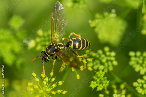 Vászonkép Selective focus shot of a wasp on a flowering plant