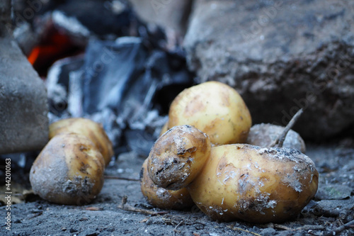 unpeeled potatoes lie on the background of a fire and stones in the forest during a picnic