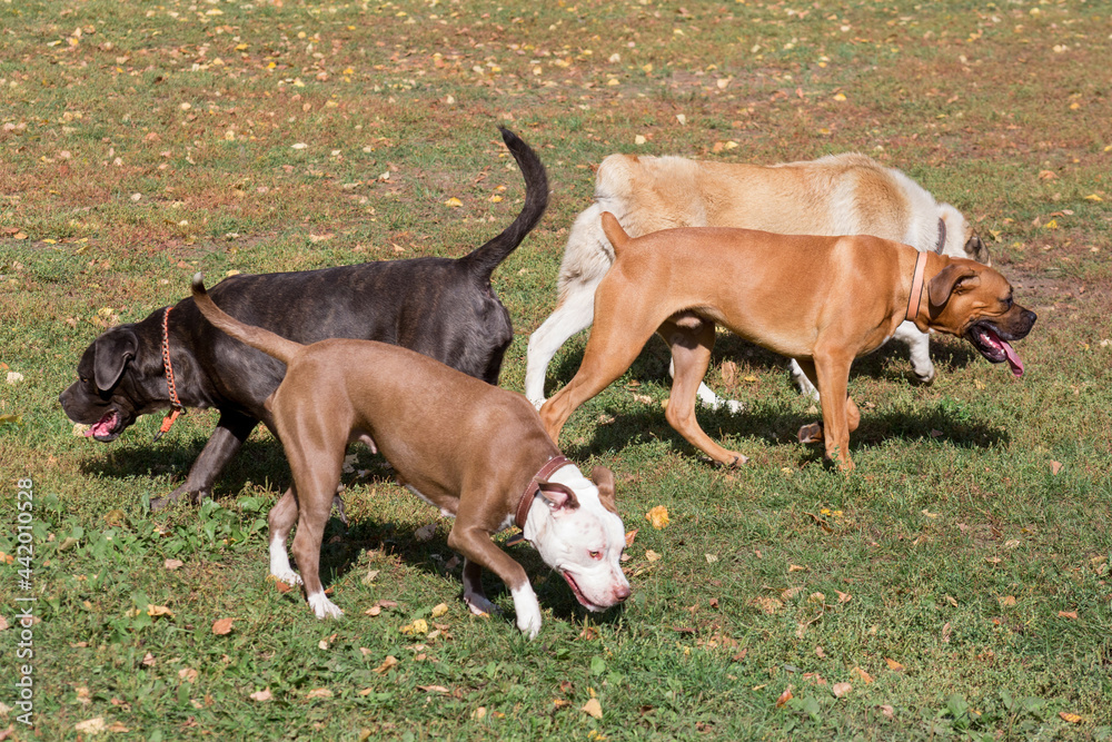 Cane corso puppy, german boxer puppy, alabai puppy and american pit bull terrier puppy are walking on a green grass in the autumn park. Pet animals.