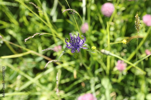flower in the field, violet