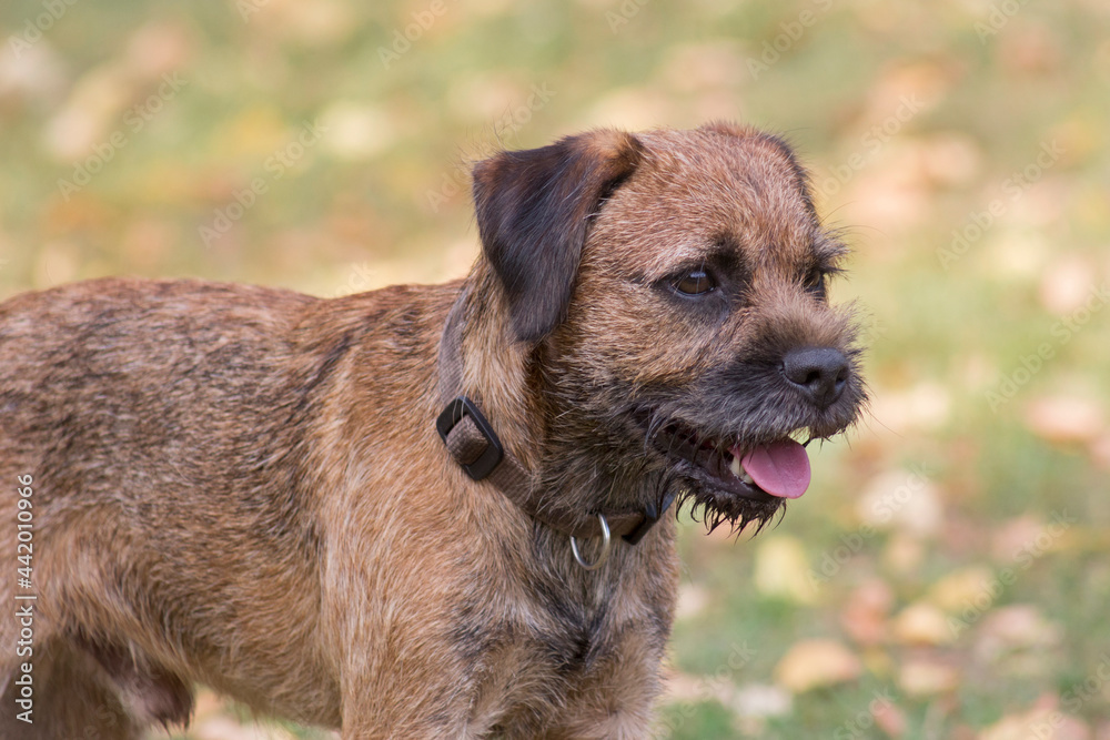 Cute border terrier puppy is standing in the autumn park. Close up. Pet animals. Cute border terrier puppy is standing in the autumn park. Close up. Pet animals.