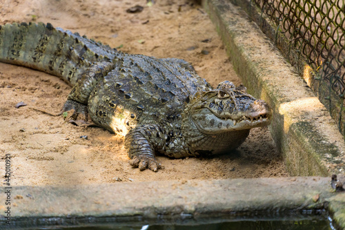 Alligator (jacaré do papo amarelo) in the park in Rio de Janeiro, Brazil. photo