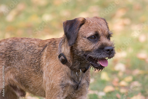 Cute border terrier puppy is standing in the autumn park. Close up. Pet animals.
