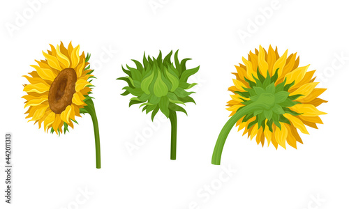 Sunflower Agricultural Plant with Yellow Petals and Seeds Vector Set