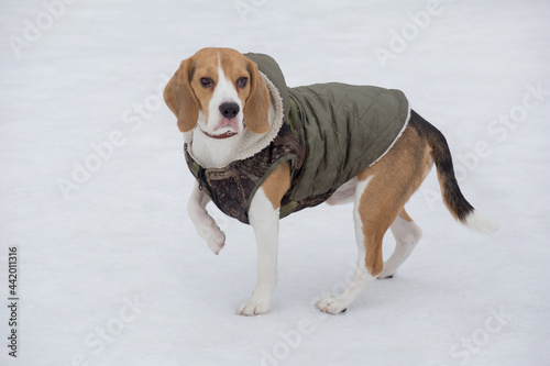 Cute english beagle puppy in pet coat is standing on a white snow in the winter park and looking away. Pet animals.