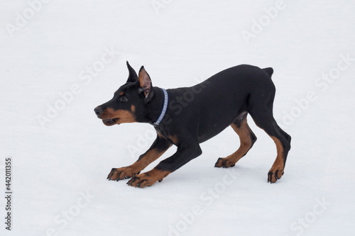 Cute doberman pinscher puppy is playing on a white snow in the winter park. Three month old. Pet animals.