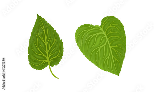 Green Petiolate Sunflower Heart-shaped Leaf with Veins Vector Set
