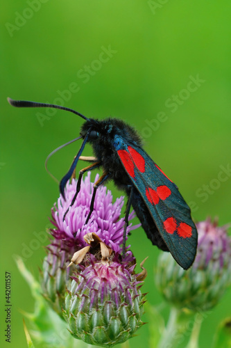 Vertical closeup on the colorful  day-flying moth, Zygaena filipendulae or six spot burnet photo