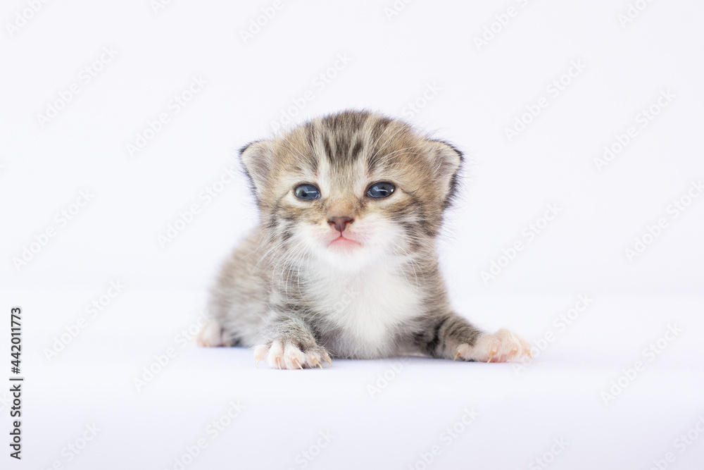 Newborn kitten on white background