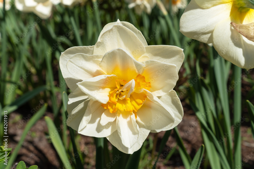 White narcissus double flower with yellow core blooming in the spring garden, close up. White narcissus double flower with yellow core blooming in the spring garden, close up.
