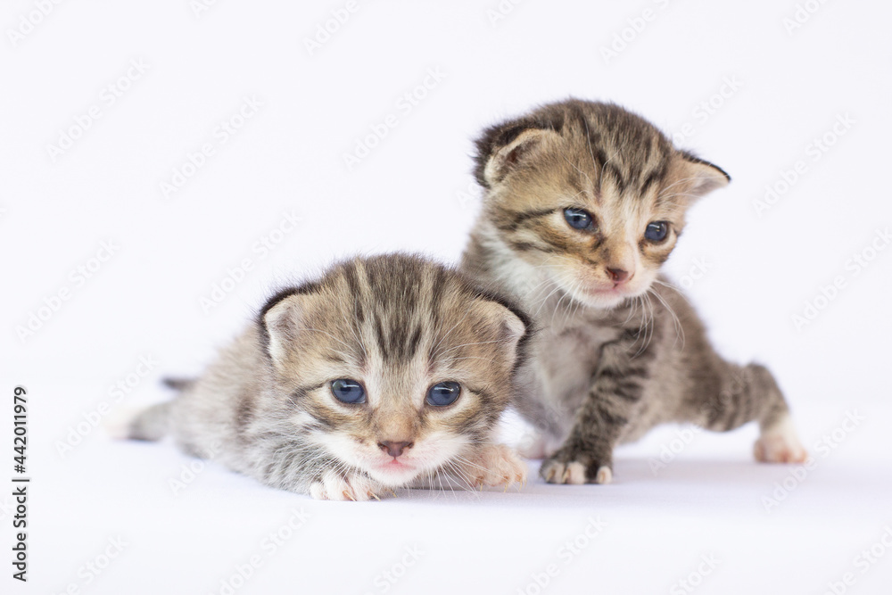 Two Newborn kittens on white background