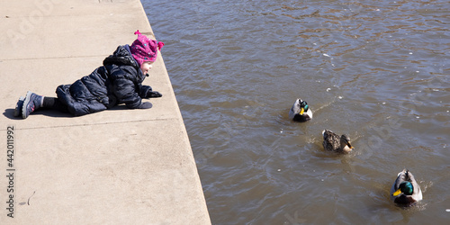 Toddler watching the ducks in the river in Naperville Illinois photo