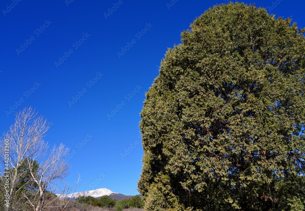 View of a one-seed juniper tree in Colorado, United States